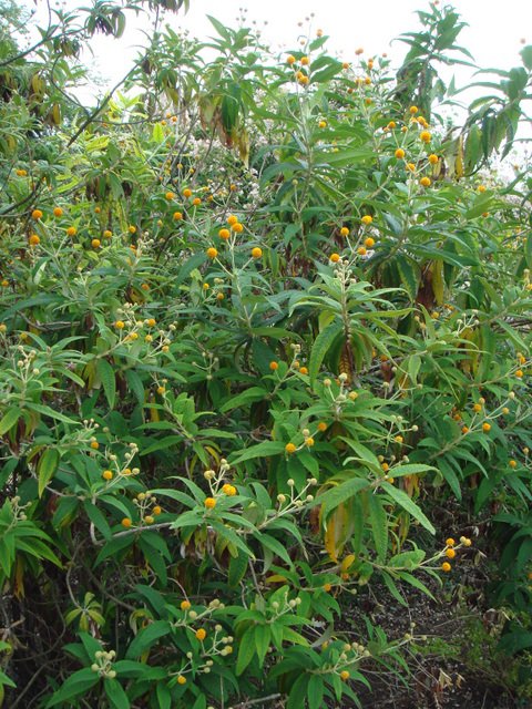 Buddleja globosa (2)